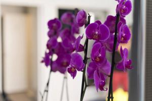 Un mazzo di fiori viola in vasi. di Studio Orchidea a Helsinki