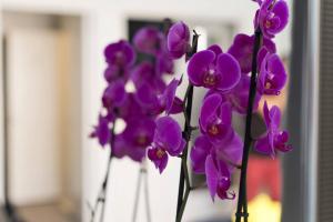 Fotografie z fotogalerie ubytování Studio Orchidea v Helsinkách