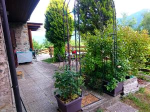 eine Gruppe von Pflanzen in einem Gewächshaus in einem Garten in der Unterkunft Casa delle Rose in Teglio