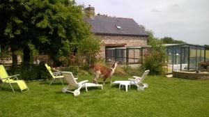 a llama standing in the yard next to chairs at La P'tit' Fugue in La Bouexière