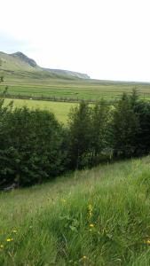 un champ d'herbe planté d'arbres au loin dans l'établissement Giljur Guesthouse, à Vík