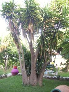Zahrada ubytování Hotel Elytis