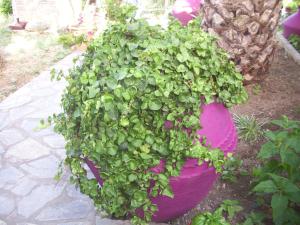 Zahrada ubytování Hotel Elytis