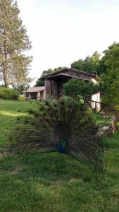 A garden outside Agriturismo Il Morello