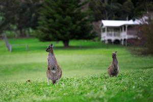two animals standing in the grass in a field at Sienna Lodge in Yallingup