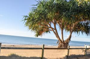 a palm tree on the beach next to a fence at The Bay Apartments in Hervey Bay