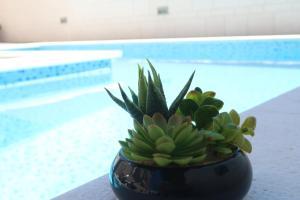 a plant sitting on a table next to a pool at Villa Sunshine in Trogir