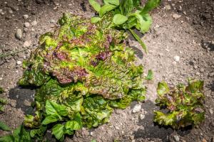 ソラーガにあるAgritur Ciasa Dò Parèのギャラリーの写真 +45枚の写真