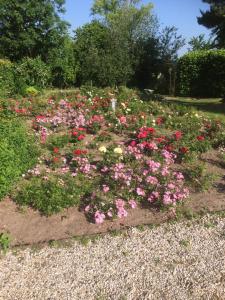 un jardín de flores con flores rosas y blancas en Hoeve Het Verre Einder en Heythuysen