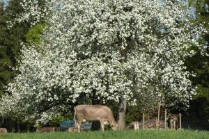 OpfenbachにあるFerienhof-Fink-Ferienwohnung-Kleeblattの白い花の木前の牛放牧