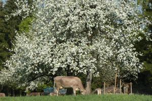 eine Kuh, die vor einem Baum mit weißen Blumen weidet in der Unterkunft Ferienhof Fink - Ferienwohnung Kleeblatt in Opfenbach