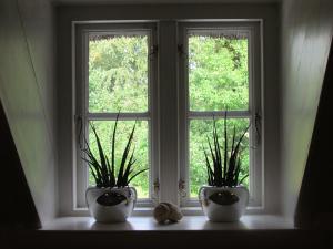 zwei weiße Vasen auf einer Fensterscheibe mit Pflanzen in der Unterkunft Historischer Davidshof - Mit dem Rad die Nordseehalbinsel erkunden in Oldenswort