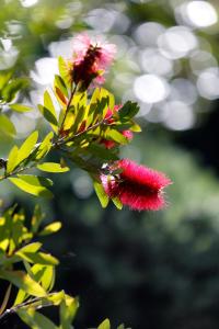 una flor roja está creciendo en un árbol en Hotel Résidence Le Sporting, en Cap-Ferret