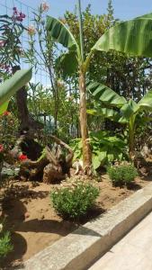 キテンにあるPri Shopiteのヤシの木と植物のある庭園