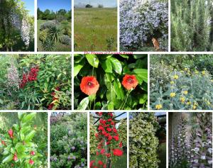 a collage of photos of flowers in a field at Locanda Rosati in Orvieto