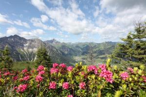 ゲストハウスから撮影された、または一般的な山の景色