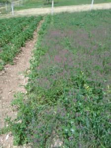 a garden with purple flowers in a field at Regina di cuori in LʼAquila