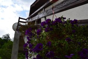 A garden outside Apartment Sijakovic