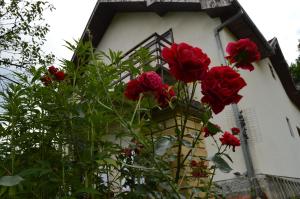 a bunch of red roses in front of a building at Apartment Sijakovic in Mokra Gora