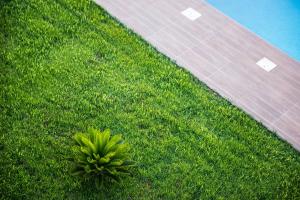 a small green plant in the grass next to a road at Niovi Seaside Suites in Kissamos