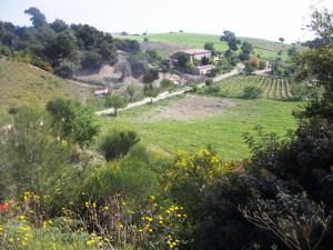 un campo verde con una casa su una collina di Agriturismo Masseria Tufaro ad Albidona