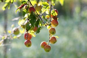 a bunch of apples hanging from a tree branch at Forsthof Niendorf in Teterow