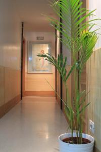 uma planta num vaso branco num corredor em A Casa Di Penelope em Roma