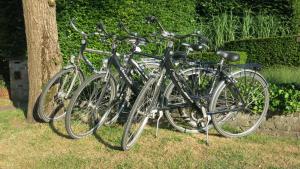 un grupo de bicicletas estacionadas junto a un árbol en B&B 7T en Brujas
