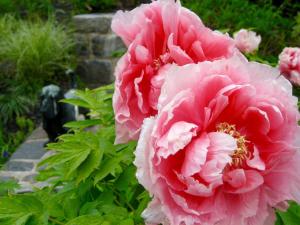 dos peonías rosas en un jardín en Millbrook Country House, en Millbrook