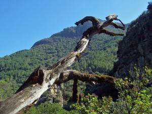 a dead tree on top of a mountain at Apartamento La Muralla in Miranda del Castañar