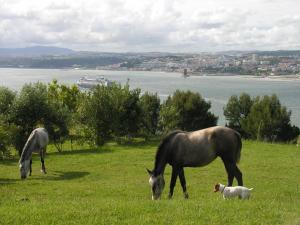 dois cavalos e um cão a pastar num campo em Quinta Tagus em Costa da Caparica