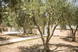 Zahrada ubytování Olive Tree Apartments