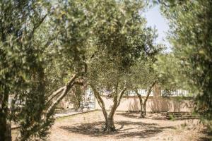 Zahrada ubytování Olive Tree Apartments