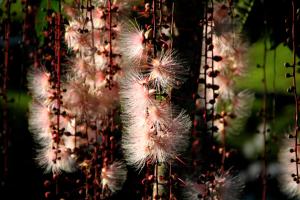 a bunch of fuzzy plants hanging from a tree at Tree Lake B&B Hualien in Shuhu