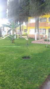 een kleine boom in het midden van een grasveld bij Hotel Cipreses in Ixmiquilpan