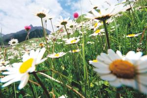 Zahrada ubytování Hotel Garni Muttler Alpinresort & Spa