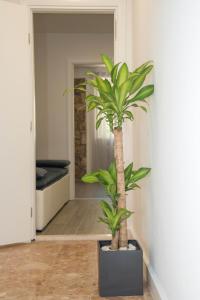 錫尼的住宿－Luxury apartments Petrovac，走廊上黑容器中的棕榈树