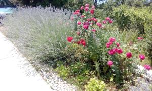 a garden with pink flowers and tall grass at Apartman Gabi in Kastav