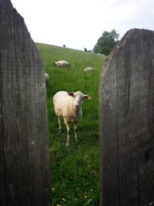 a sheep standing in a field behind a fence at Willa Leluja in Zakopane
