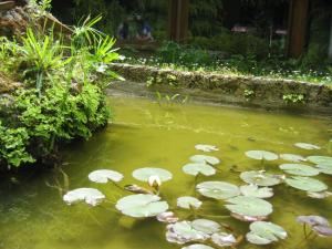 a pond with lots of lilies in a garden at Hotel Chiar Di Luna in Laino Borgo