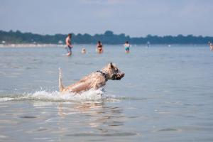 a dog swimming in the water at the beach at Zur-alten-Schmiede-I-Links in Boltenhagen