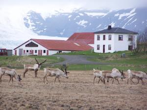 un grupo de ciervos caminando en un campo frente a una casa en Guesthouse Holmur, en Hólmur