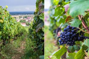 Fotografie z fotogalerie ubytování Gites Chateau Comblanchien v destinaci Comblanchien