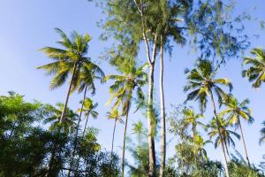 Foto sihtkohas Kiwengwa asuva majutusasutuse Lazy Beach House galeriist