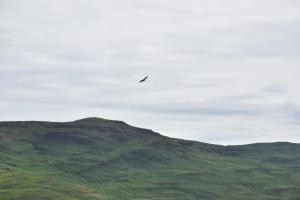 a bird flying in the sky over a mountain at Killoran House in Dervaig