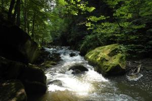 a stream of water with rocks in a forest at XXL Ferienwohnung in Pirna