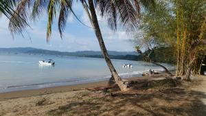 a beach with a palm tree and a boat in the water at Our Home Corcovado in Drake
