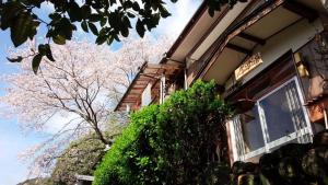 a building with a tree with pink flowers on it at Kappa Backpackers in Shimanto-cho