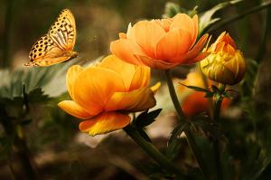 a butterfly sitting on top of orange flowers at Major Studió in Hajdúszoboszló
