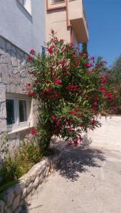 a bush with pink flowers in front of a building at Apartments Rosa in Preko
